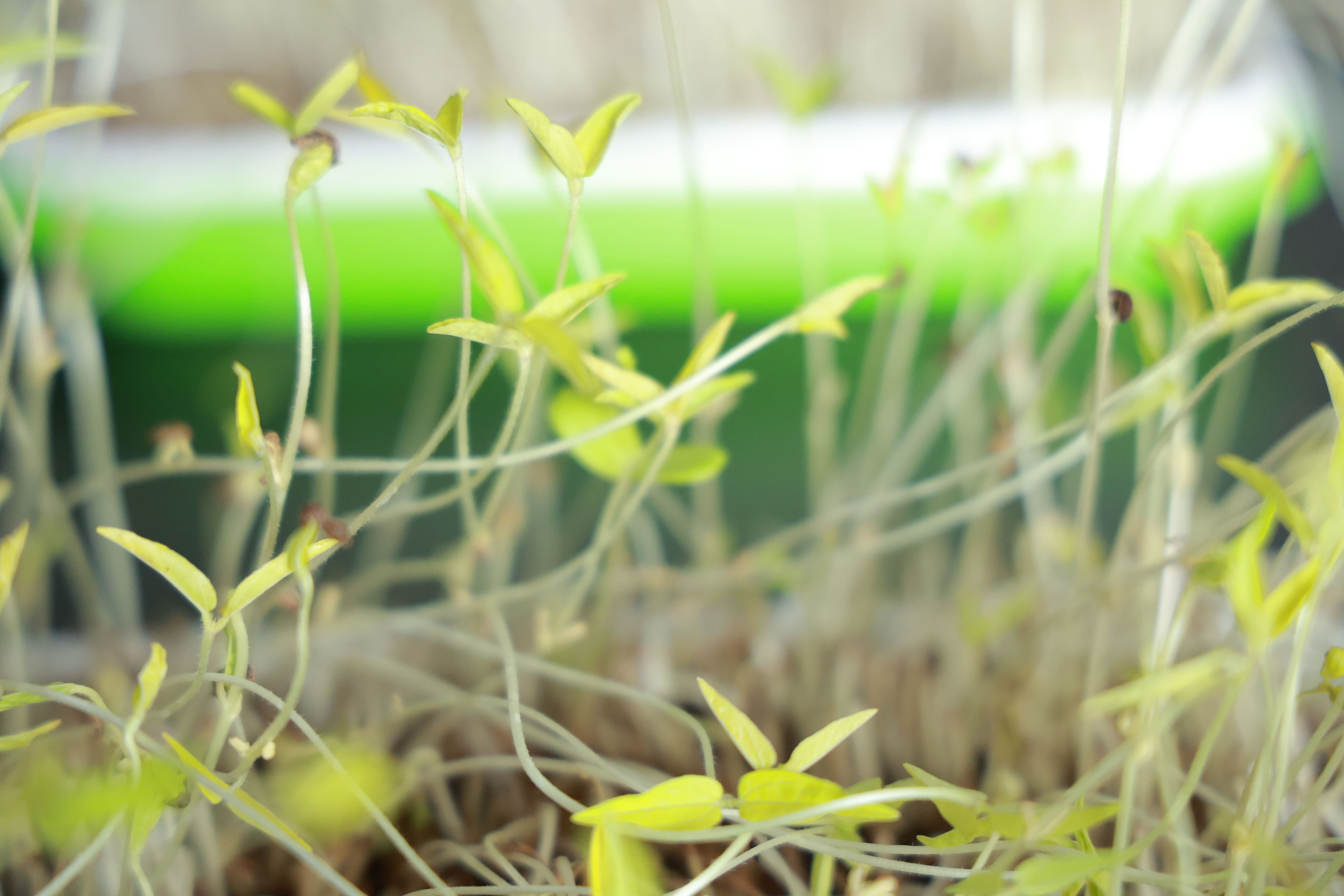 Microgreens Production